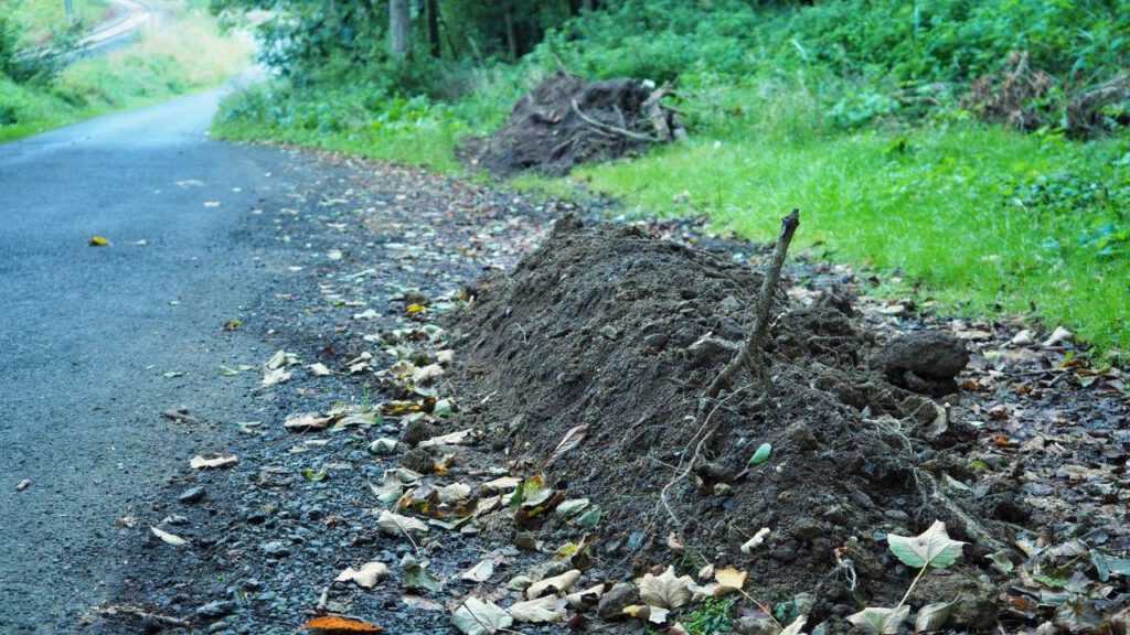 Illegale Müllentsorgung auf dem Gemeindeweg zwischen Henry-Hütte und Berzhausen: Die Ortsgemeinde bietet um Mithilfe. | Foto: Yvette Schäck